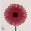 Zantedeschia captain ventura pink glow