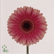 Zantedeschia captain ventura pink glow