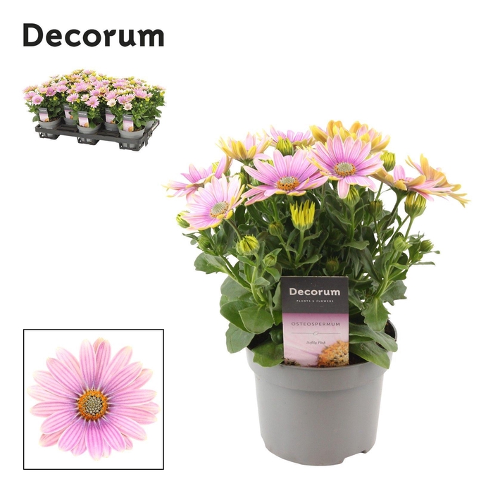 <h4>Osteospermum Cape Daisy Softly Pink</h4>