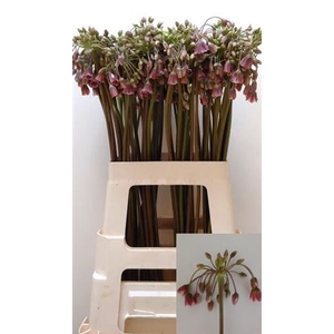 Nect Siculum Bulgar
