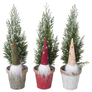 PTK25178 Ellwoodii met sneeuw in zink mix met decoratie