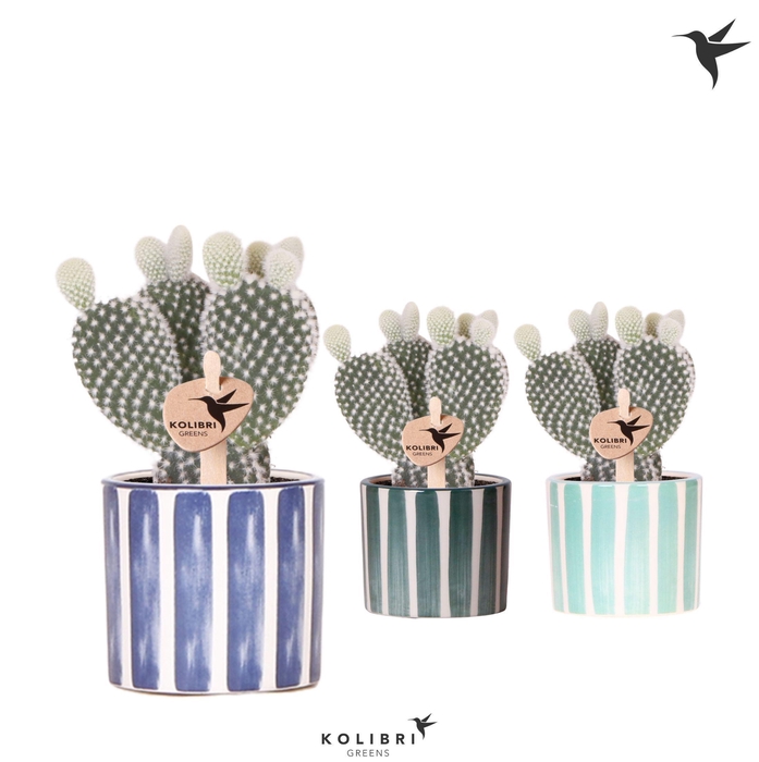 <h4>Kolibri Greens Opuntia white in Painted Stripe pot blue mix</h4>