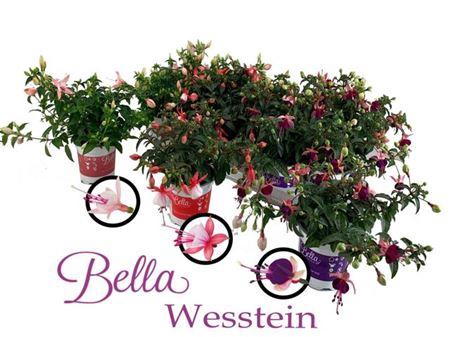 <h4>Fuchsia Bella Gemengd</h4>