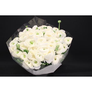 Cloni Super White Niveo