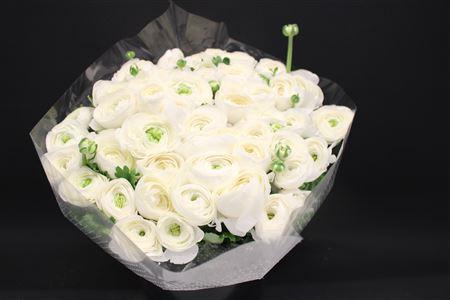 <h4>Cloni Super White Niveo Xxl</h4>