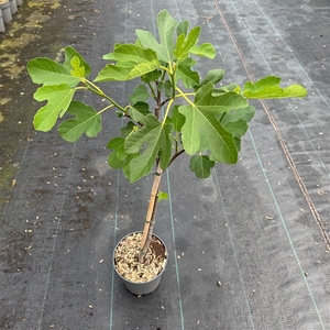 Ficus car. 'Brown Turkey' C3