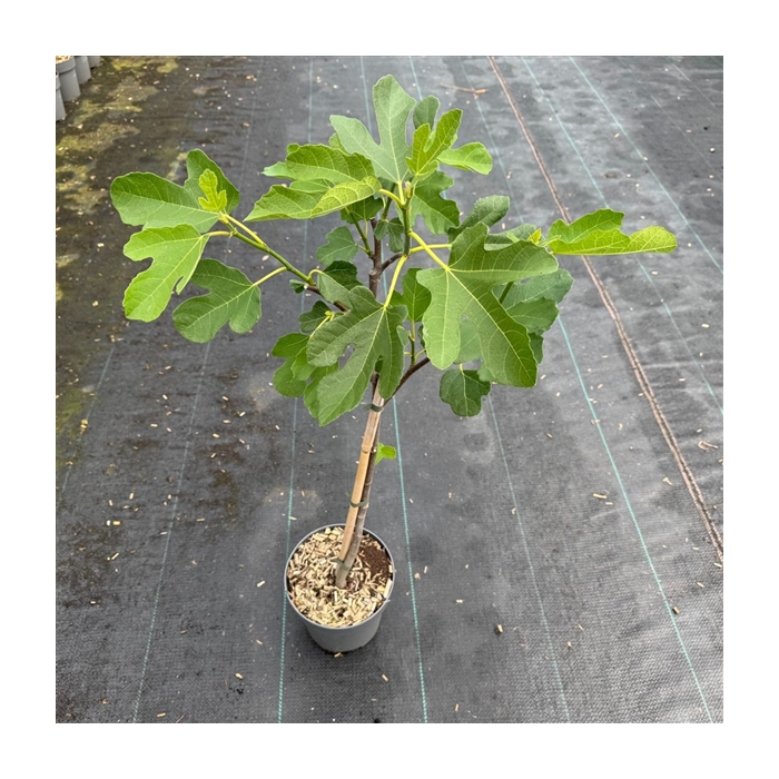 <h4>Ficus car. 'Brown Turkey' C3</h4>