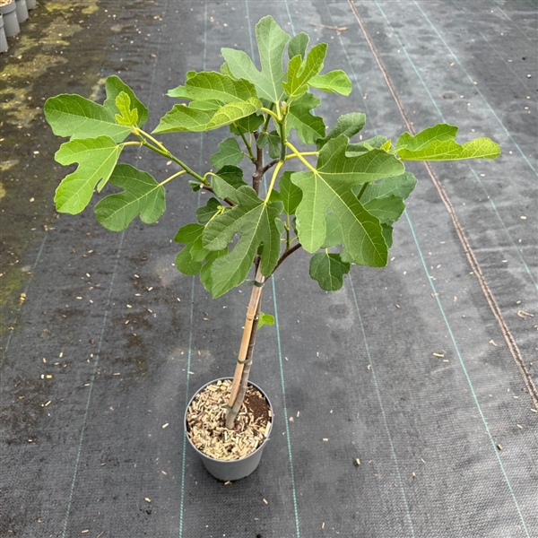 Ficus car. 'Brown Turkey' C3