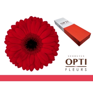 Gerbera Beauty Doos