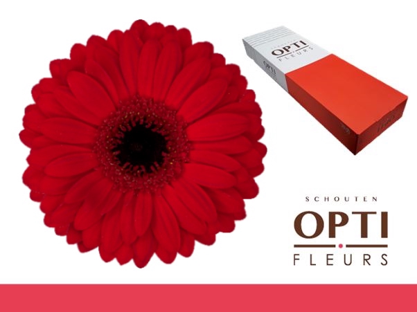 <h4>Gerbera Beauty Doos</h4>