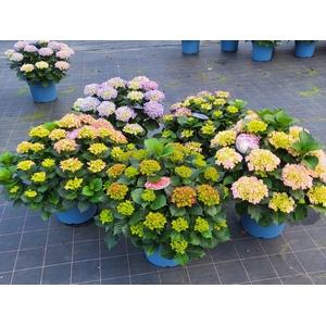 Hydrangea mix cc 33cm