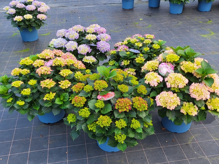 <h4>Hydrangea mix cc 33cm</h4>