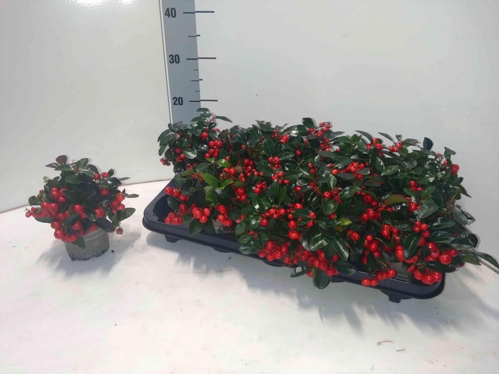 <h4>GAULTH PR BIG BERRY</h4>