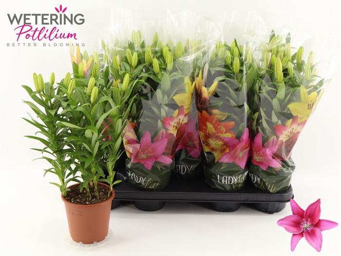 <h4>LIL AS TINY PEARL</h4>