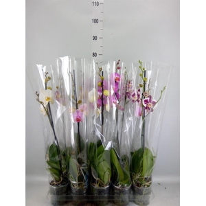 Phalaenopsis   ...mix  5