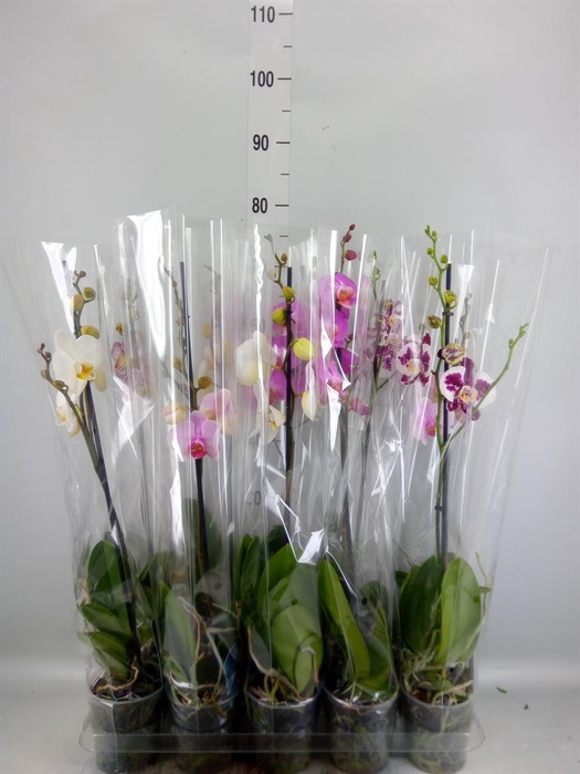 <h4>Phalaenopsis   ...mix  5</h4>