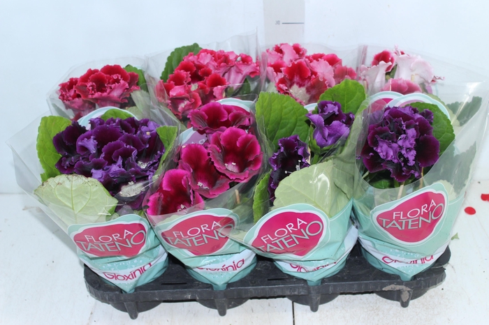 <h4>GLOXINIA P14</h4>