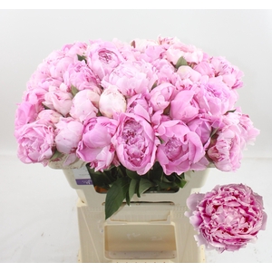 PAEO L SARA BERNHARD