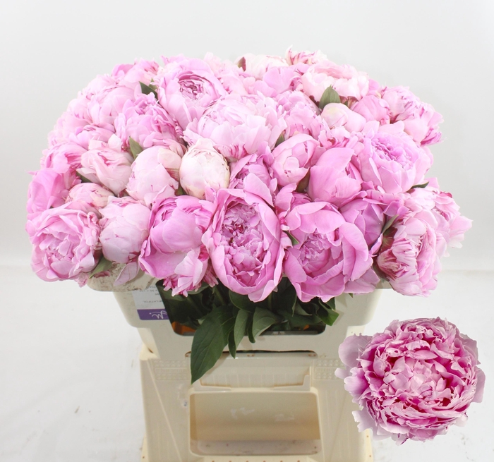 <h4>PAEO L SARA BERNHARD</h4>