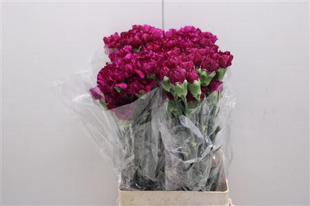 <h4>Di St Golem</h4>