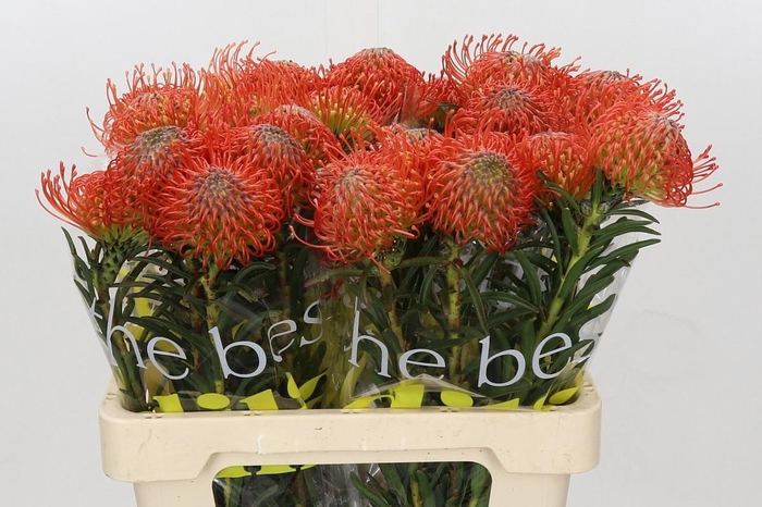 <h4>LEUCO CO SUCCESSION</h4>