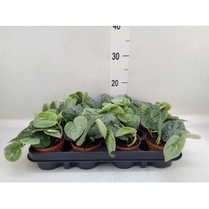 Scindapsus pictus 'Silvery Ann'