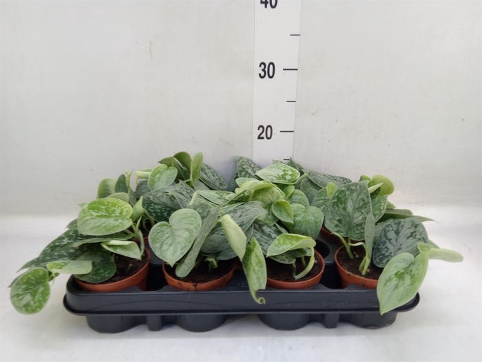 <h4>Scindapsus pictus 'Silvery Ann'</h4>