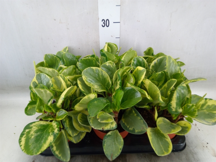 <h4>Peperomia</h4>