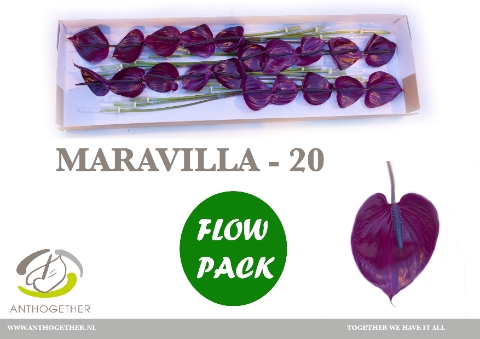 <h4>Anthurium Maravilla</h4>