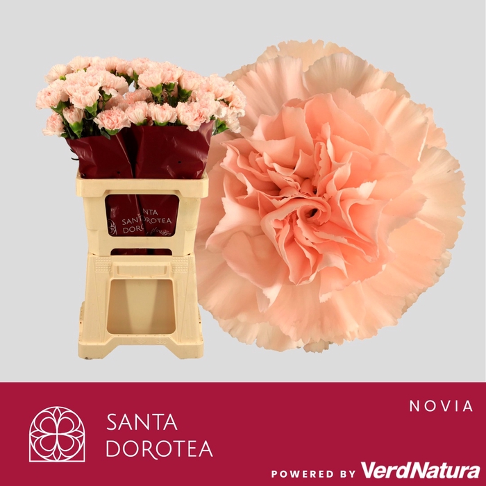 <h4>DI ST NOVIADO</h4>