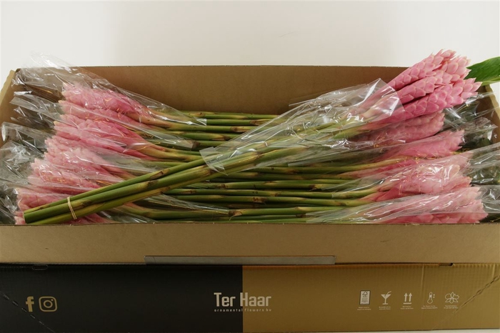 <h4>Alpinia Purpurata Pink</h4>