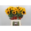 Helianthus Orange Fire