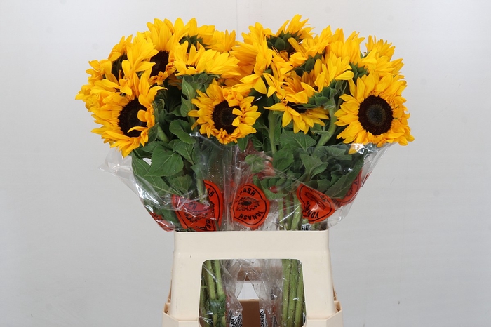 Helianthus Orange Fire