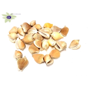 Shell Anviranjan1 kg in poly