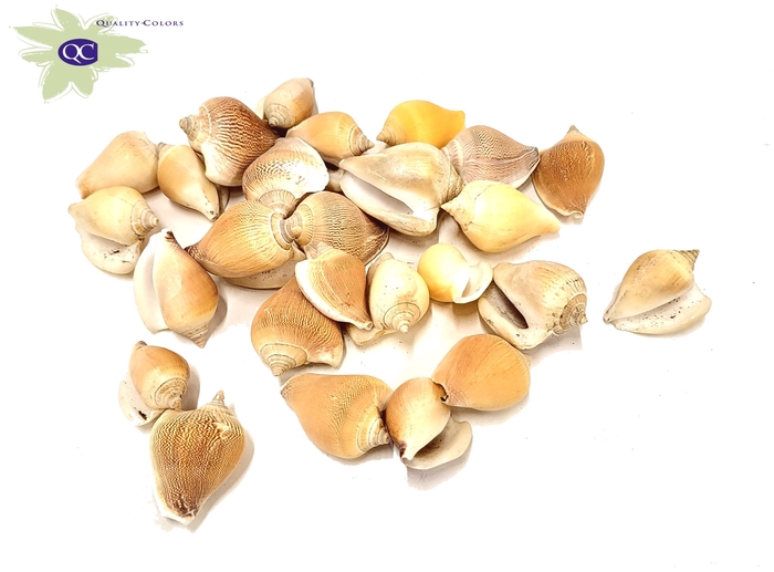 Shell Anviranjan1 kg in poly