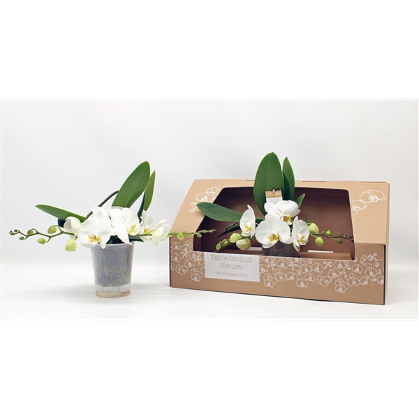 <h4>Table Orchid GROEN WIT</h4>