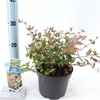 Abelia grandiflora P17 (2ltr)