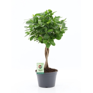 Ficus microcarpa Moclame 20cm