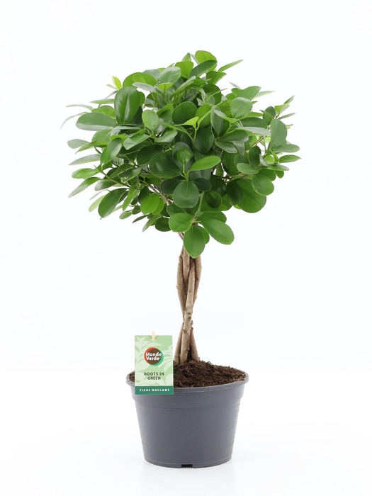 <h4>Ficus microcarpa Moclame 20cm</h4>