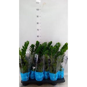 Zamioculcas zamiifolia