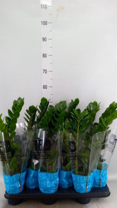 <h4>Zamioculcas zamiifolia</h4>