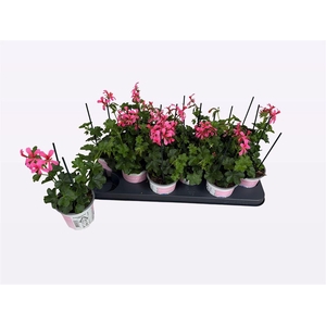 Pelargonium Peltatum Grp 'Balkon Roze'