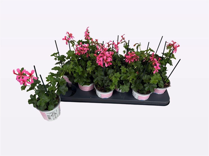 <h4>Pelargonium Peltatum Grp 'Balkon Roze'</h4>