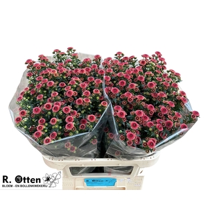 CHR S CALIMERO SALMO