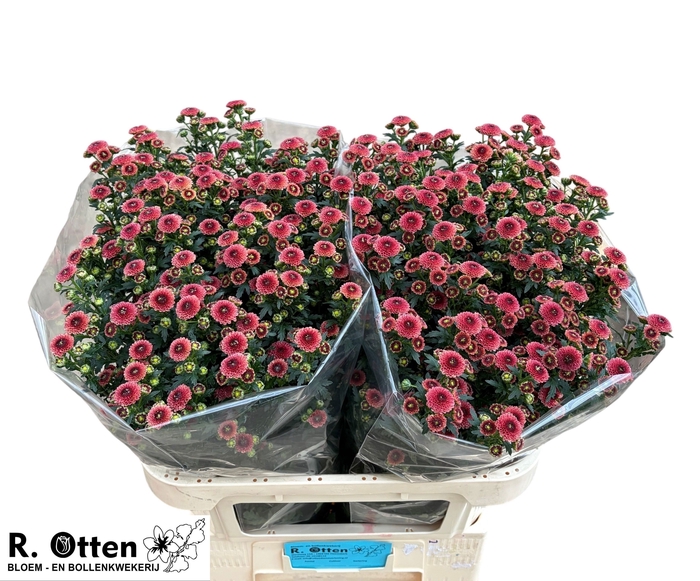 <h4>CHR S CALIMERO SALMO</h4>