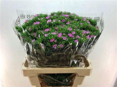 <h4>Di Barb Am Rose 60cm</h4>