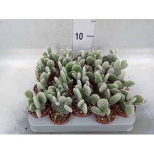 Opuntia microdasys 'Albispina'