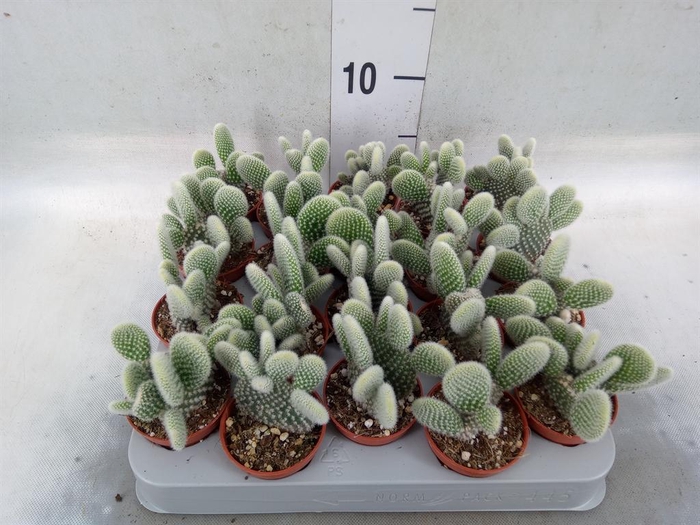 <h4>Opuntia microdasys 'Albispina'</h4>