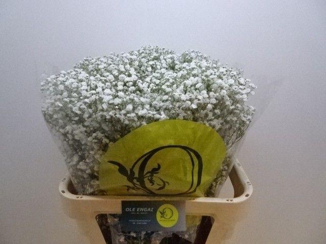 <h4>GYPS PA XLENCE</h4>