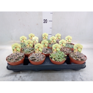 Lithops spp.